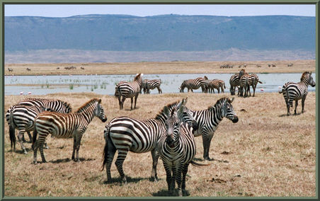Zebras Ngorogoro